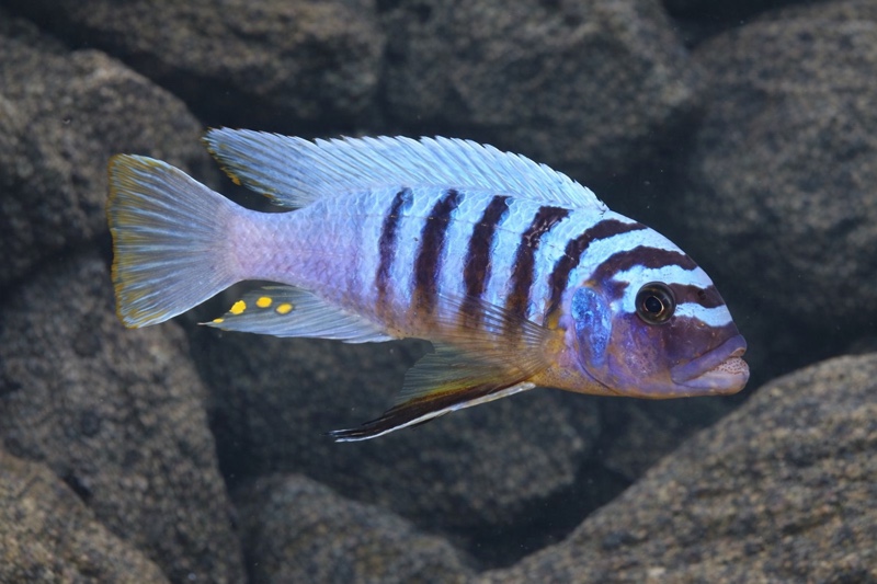 Maylandia fainzilberi 'Nkanda'